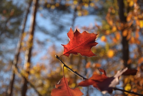 Indian Summer
